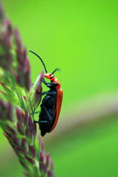 Similar image 7976353