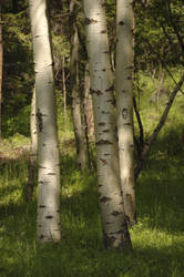 Similar image 7976629