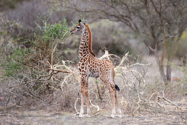 Similar image 7977006