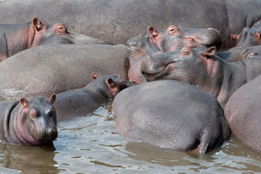 Similar image 7977210