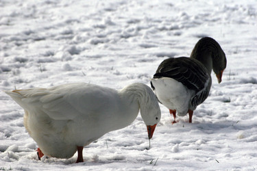 Similar image 7977243