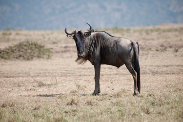 Similar image 7977304