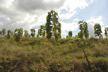 Similar image 7977330