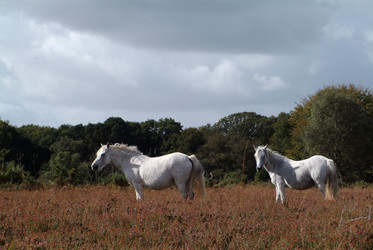 Similar image 7977902