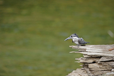 Similar image 7978344