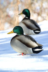 Similar image 7978347