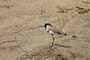 Similar image 7978382