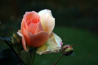 Similar image 7979119