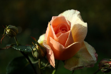 Similar image 7979565