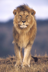 Similar image 7980054