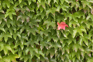 Similar image 7980164