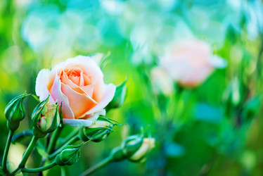 Similar image 8005411