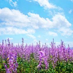 Similar image 8005470