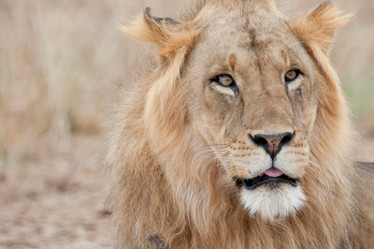 Similar image 8005992