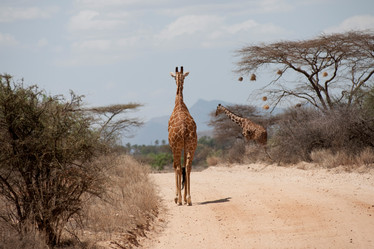 Similar image 8006047