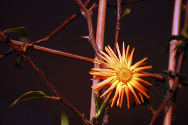 Similar image 8006409