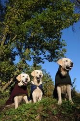 Similar image 8006433