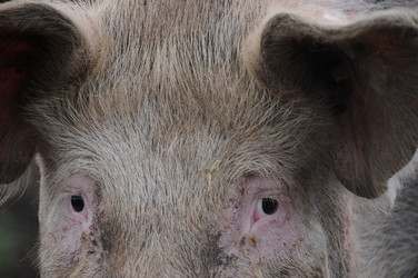 Similar image 8006536