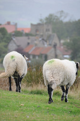 Similar image 8006868