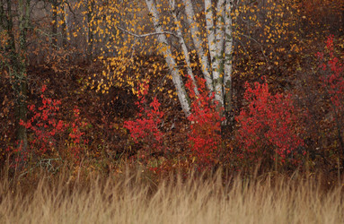 Similar image 8006892