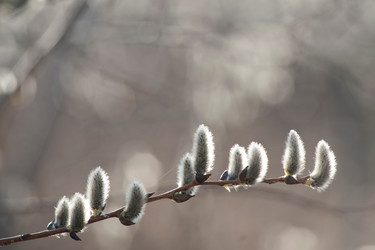 Similar image 8007016