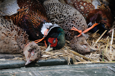 Similar image 8009741