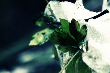 Similar image 8009830