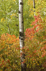 Similar image 8013401