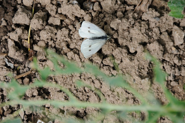 Similar image 8014389