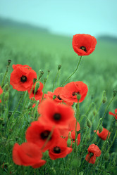 Similar image 8014774