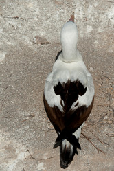 Similar image 8015334