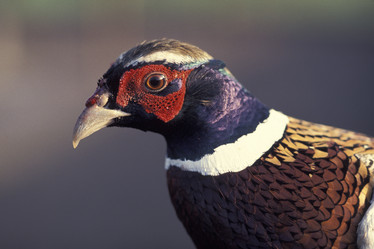 Similar image 8015422