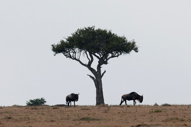 Similar image 8015905