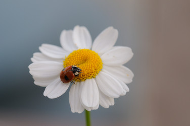 Similar image 8016105