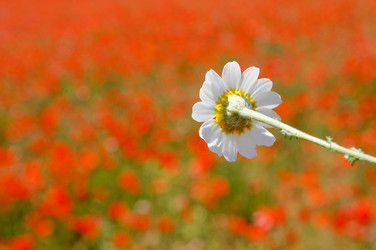 Similar image 8016139