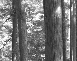 Similar image 8016142