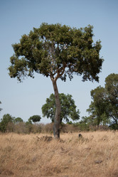 Similar image 8016149