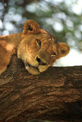 Similar image 8016390