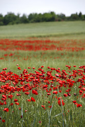 Similar image 8016700