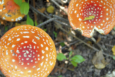 Similar image 8017070