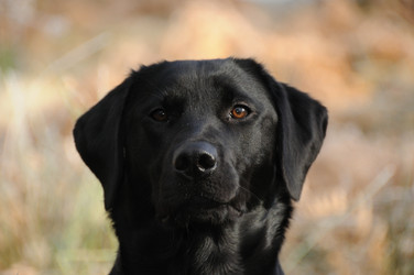 Similar image 8017119