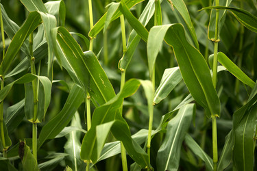 Similar image 8017249