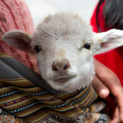 Similar image 8017282