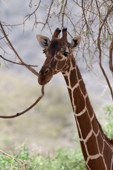 Similar image 8017588