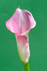 Similar image 8017686