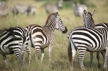 Similar image 8017841