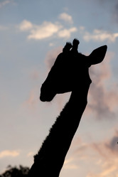 Similar image 8018223