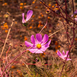 Similar image 8027253