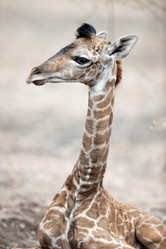 Similar image 8027681