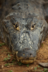 Similar image 8031349